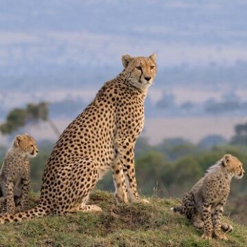 Masai Mara: Křižovatka divokého života