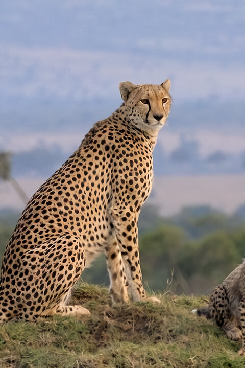 Masai Mara: Křižovatka divokého života