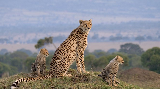 Masai Mara: Křižovatka divokého života