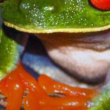 Metamorfózy: Návrat divočiny