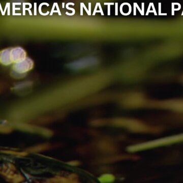 Mláďata amerických národních parků