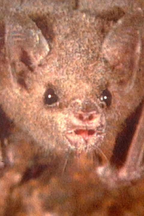 Netopýrolog