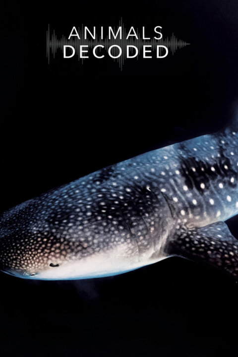 Odhalení zvířecí kultury