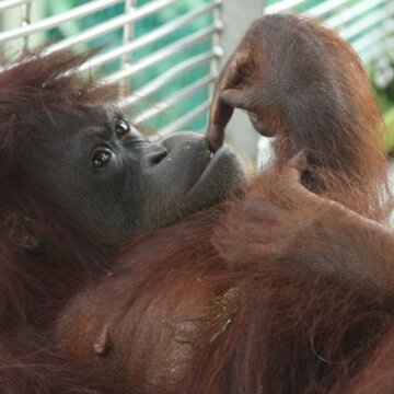 Setkání s orangutany