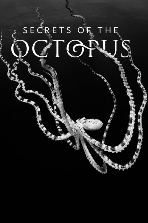 Tajemství chobotnic