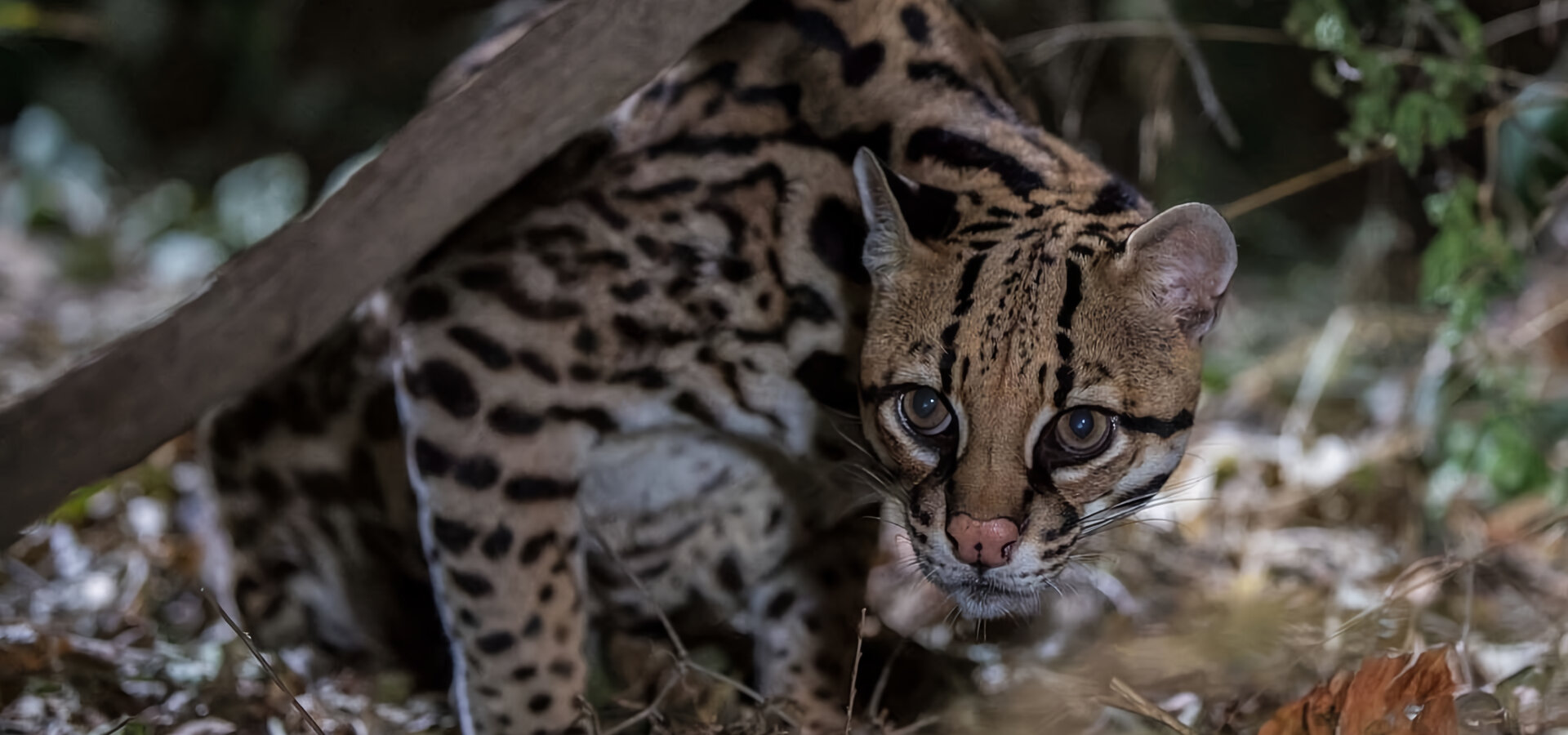 Americký ocelot