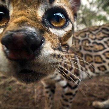 Americký ocelot