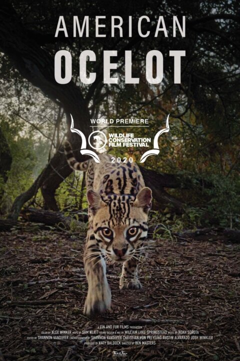 Americký ocelot
