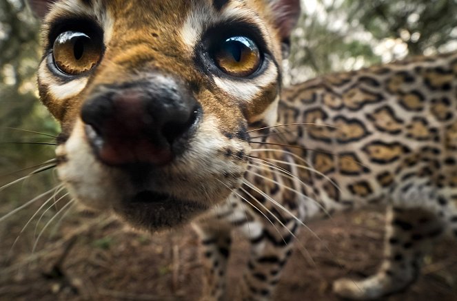 Americký ocelot
