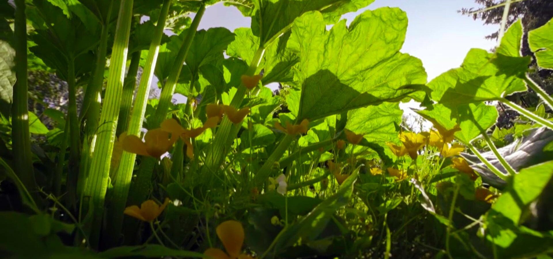 Co se děje v záhoně