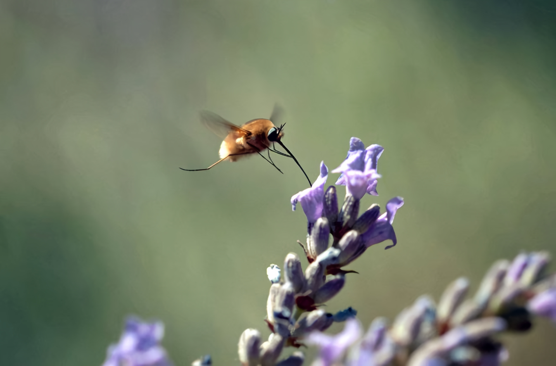 Co se děje v záhoně