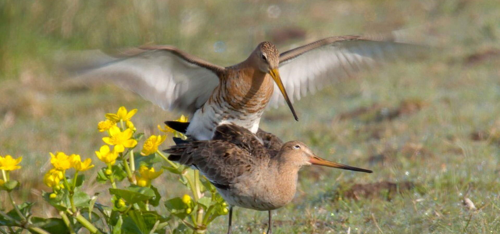 Divočina v kraji větrných mlýnů