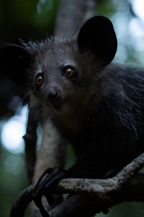 Madagaskar: Africké Galapágy