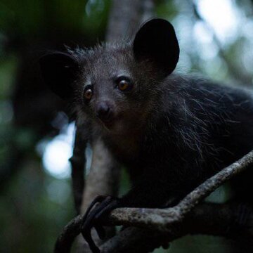 Madagaskar: Africké Galapágy