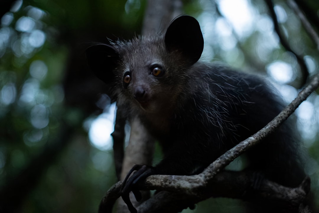 Madagaskar: Africké Galapágy