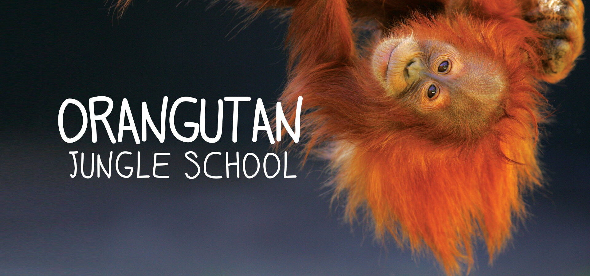 Orangutaní škola v džungli