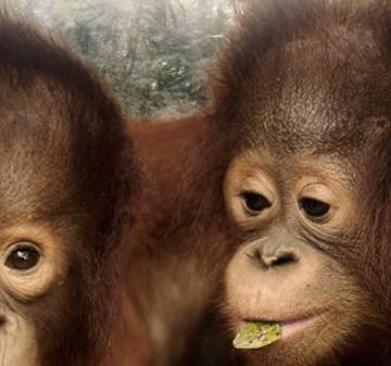 Orangutaní škola v džungli