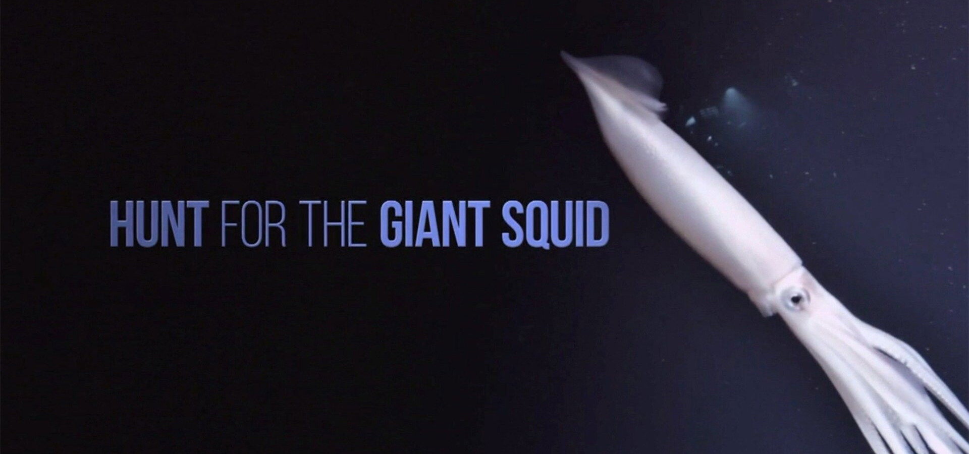 Pátrání po krakatici obrovské