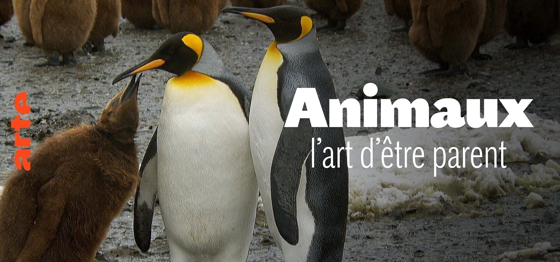 Rodiče v divočině