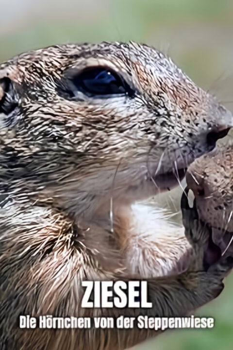 Sysel a jeho sousedé
