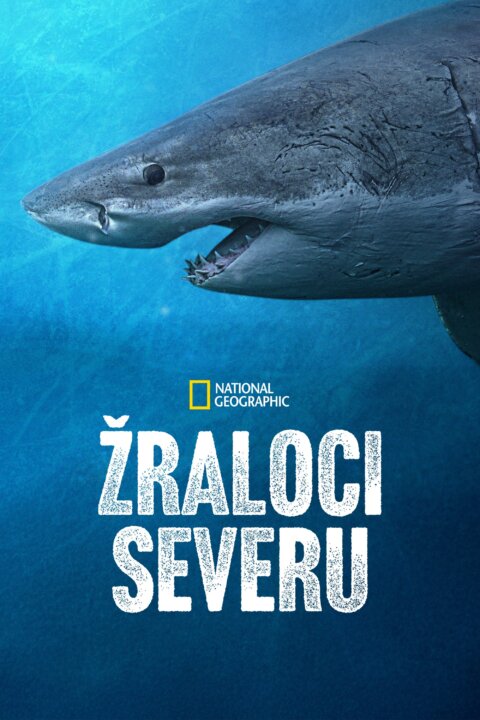 Žraloci severu
