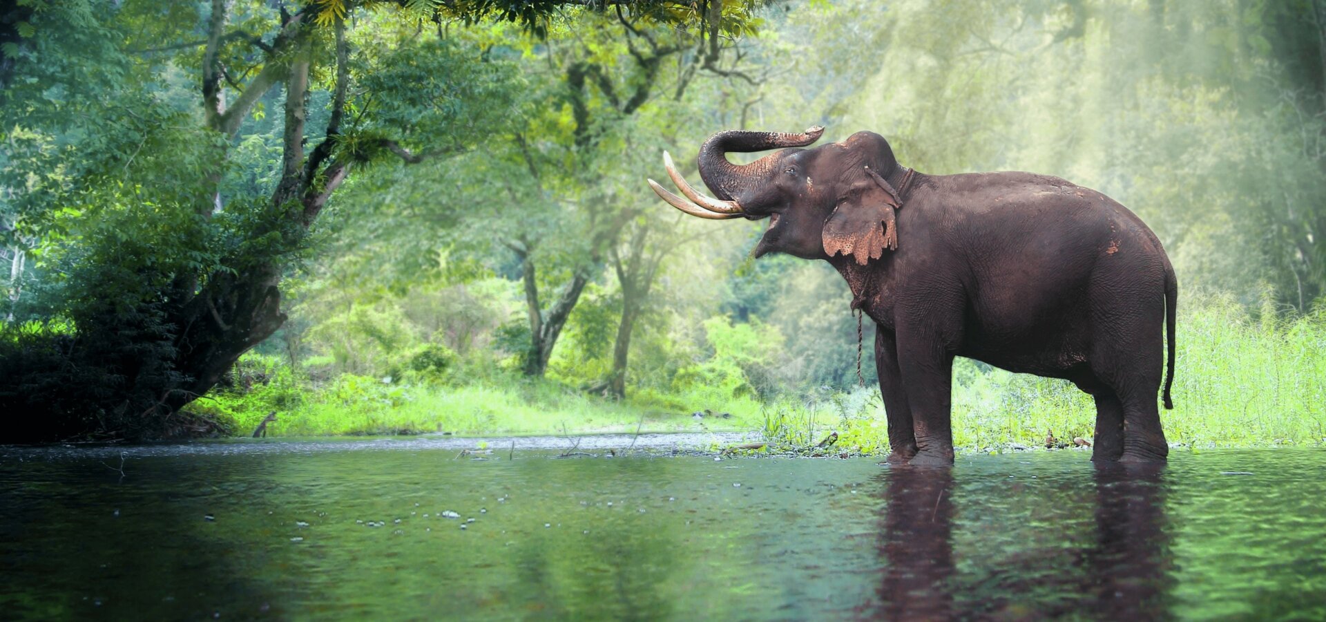 Divoká stránka Thajska