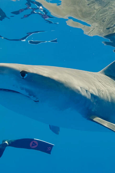 Největší žralok tygří na světě?