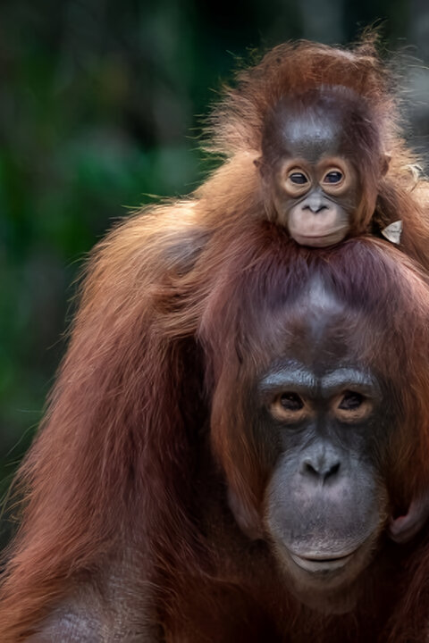 Oči orangutana