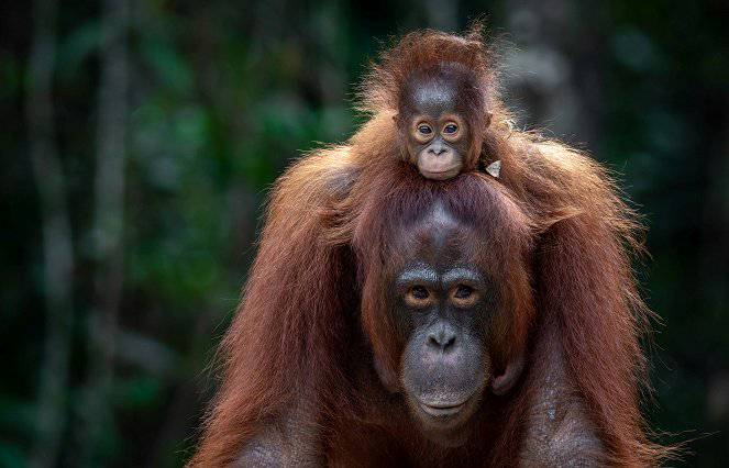 Oči orangutana