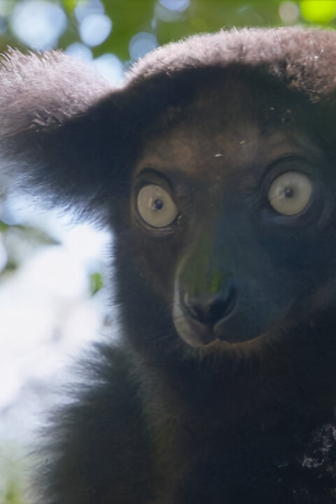 Zázraky divočiny: Madagaskar