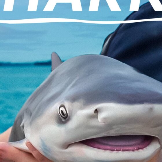 Žraločí batolata