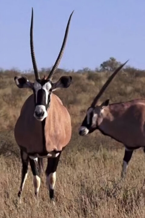 Africká abeceda