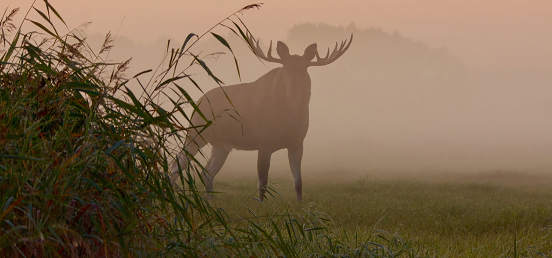 Estonská říše losů