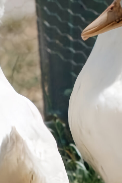 Co naše babičky uměly a na co my jsme zapomněli