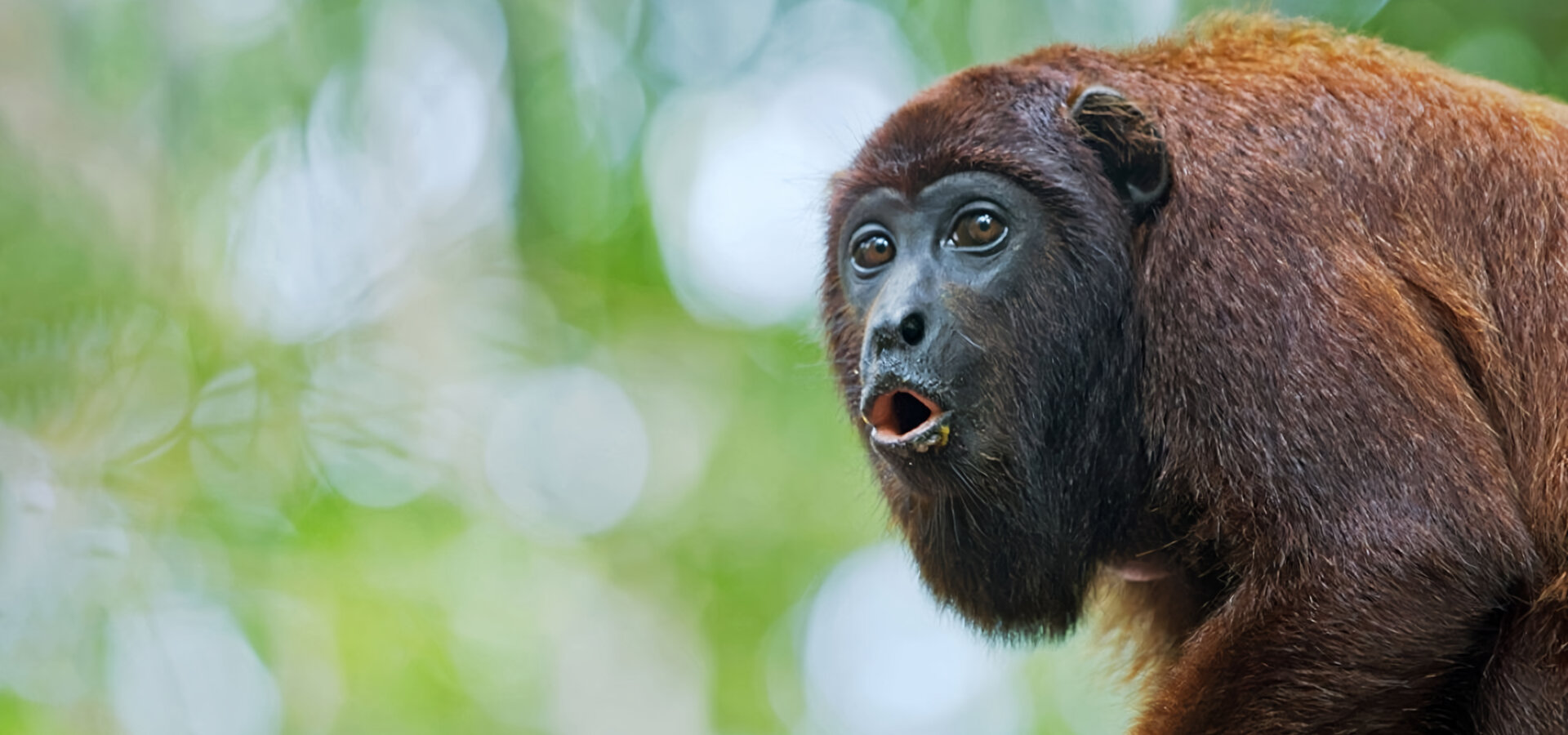 Dešifrování zvířecí řeči