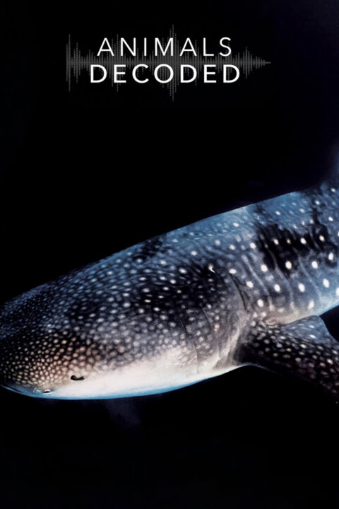 Dešifrování zvířecí řeči