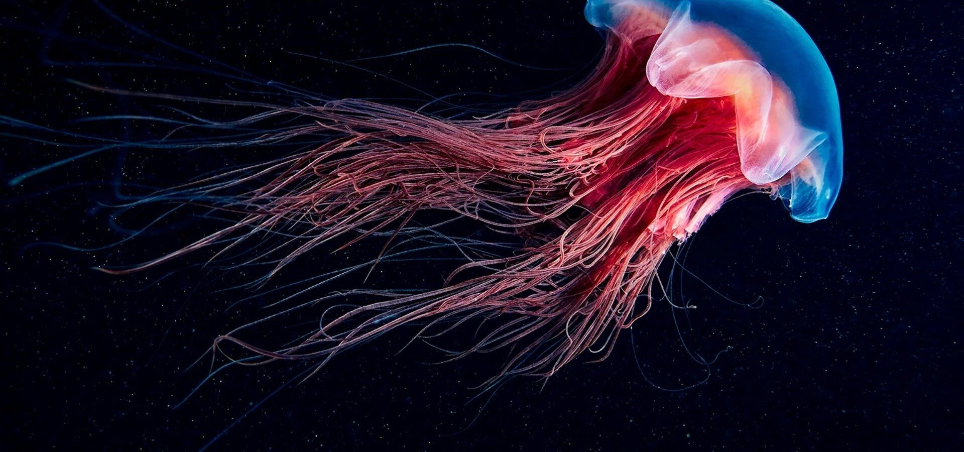 Fluorescence: Přírodní superschopnost