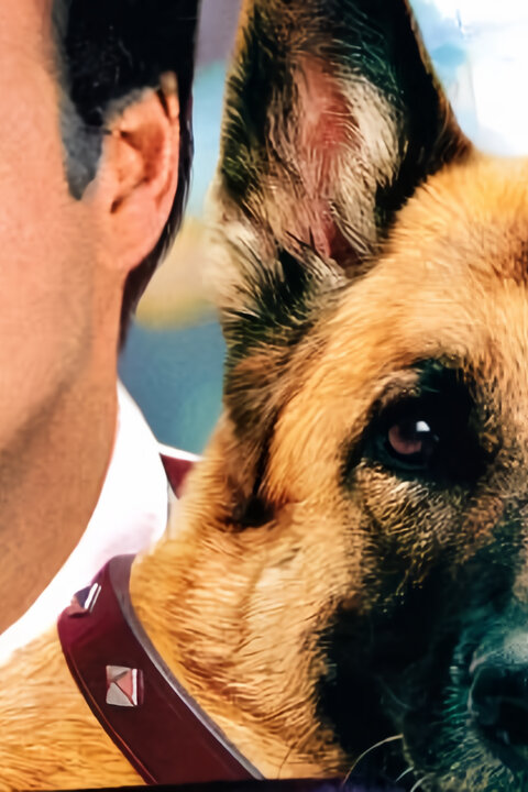 K-9 II: Můj přítel se studeným čumákem