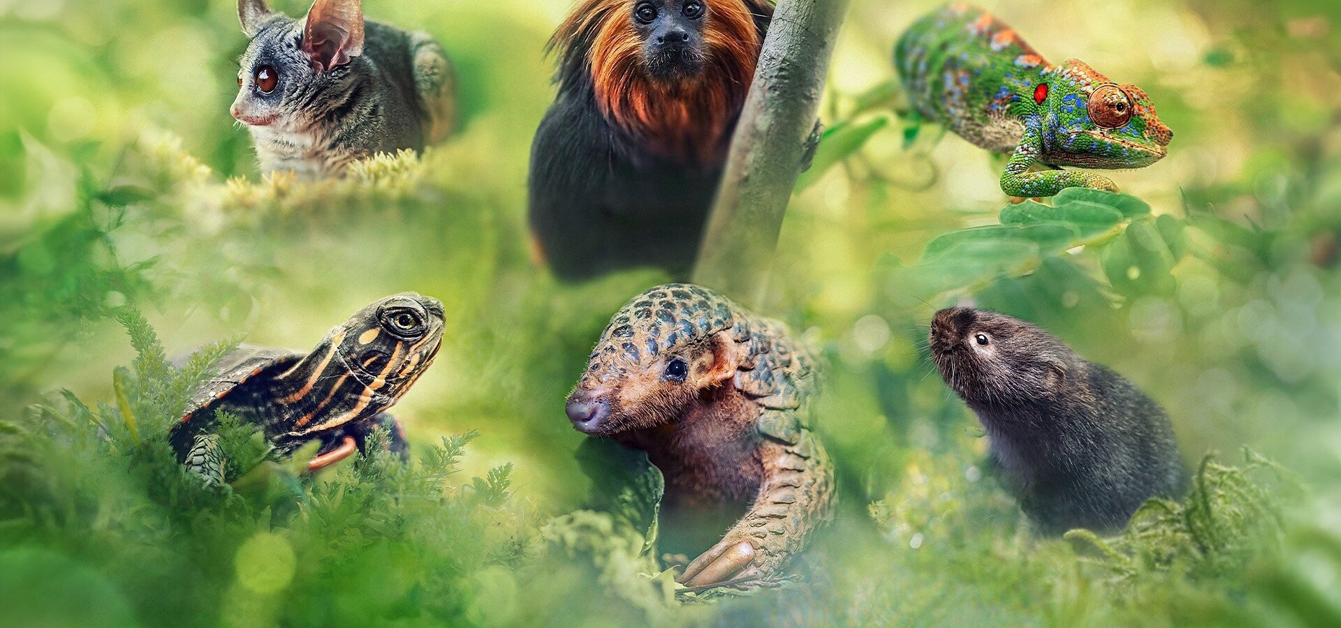 Velká putování malých živočichů