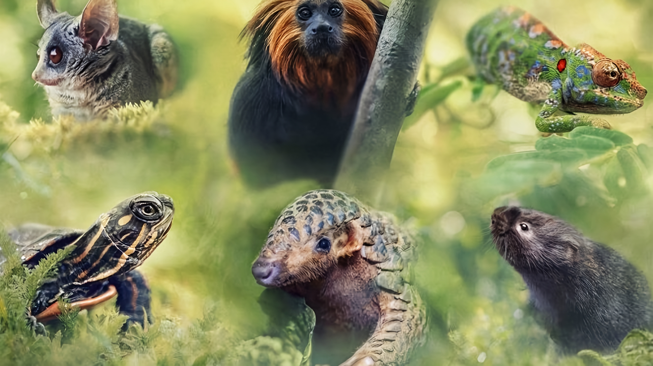 Velká putování malých živočichů