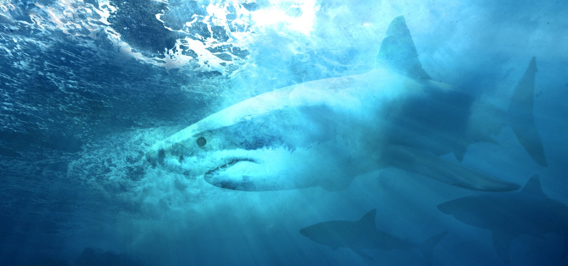 Žraločí kamufláž