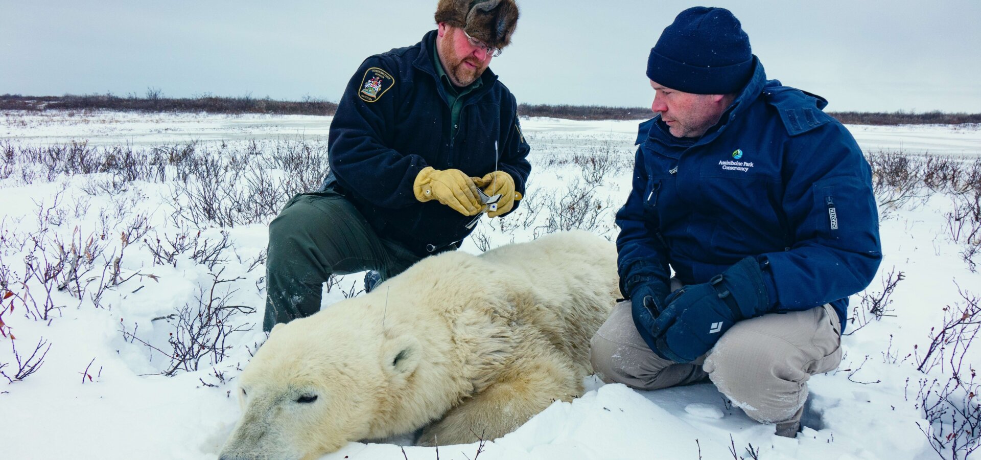 Arktičtí zachránci zvířat