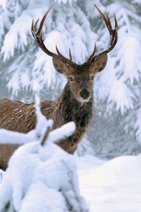 Bílá zima v horách Evropy