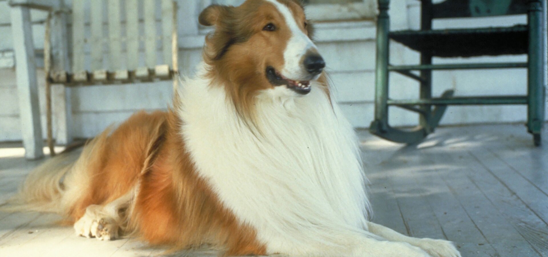 Lassie