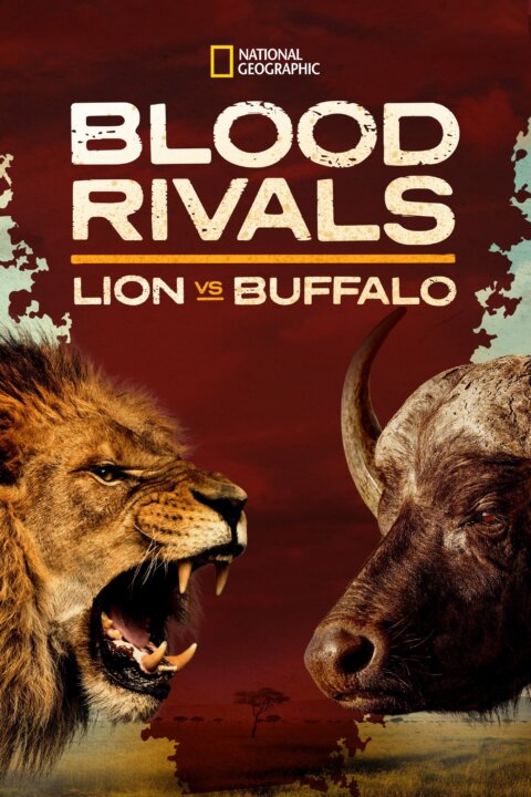 Lev versus buvol