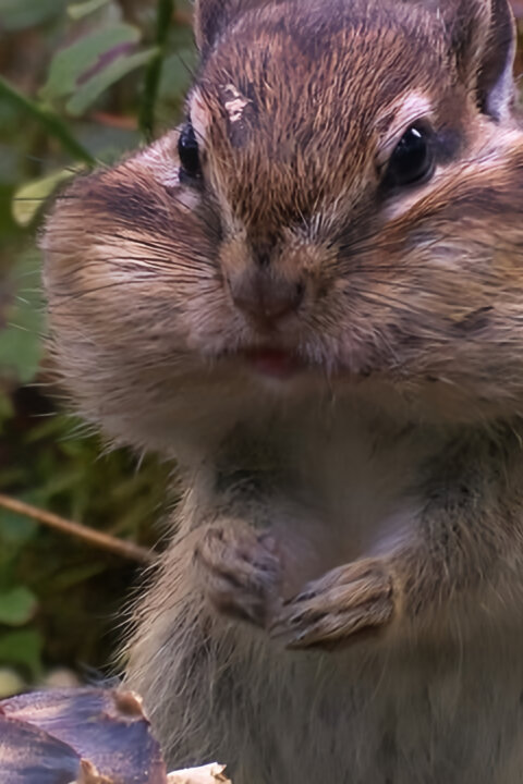 Největší jedlíci přírody