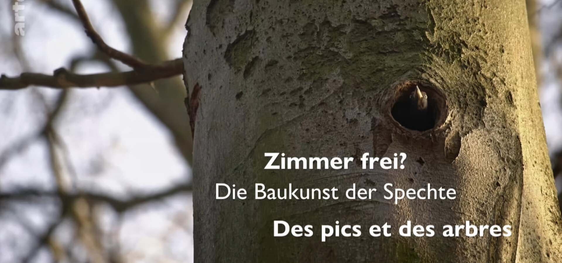 O datlech a dutinách