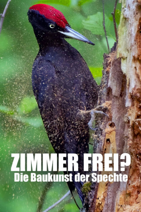 O datlech a dutinách