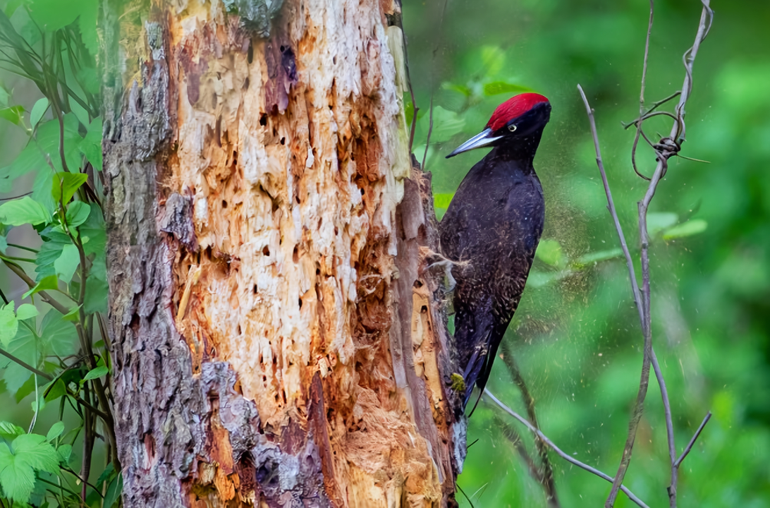 O datlech a dutinách