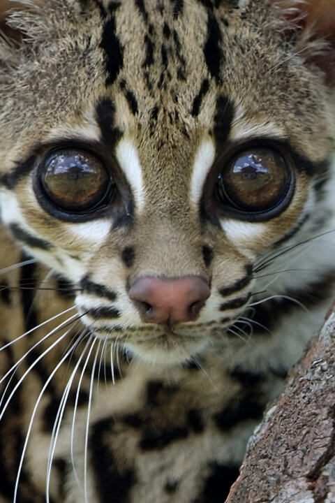 Ocelot a já